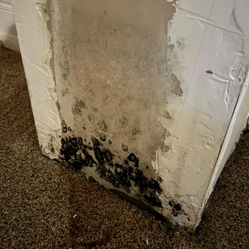 Professional Mold Removal in Chester County, PA